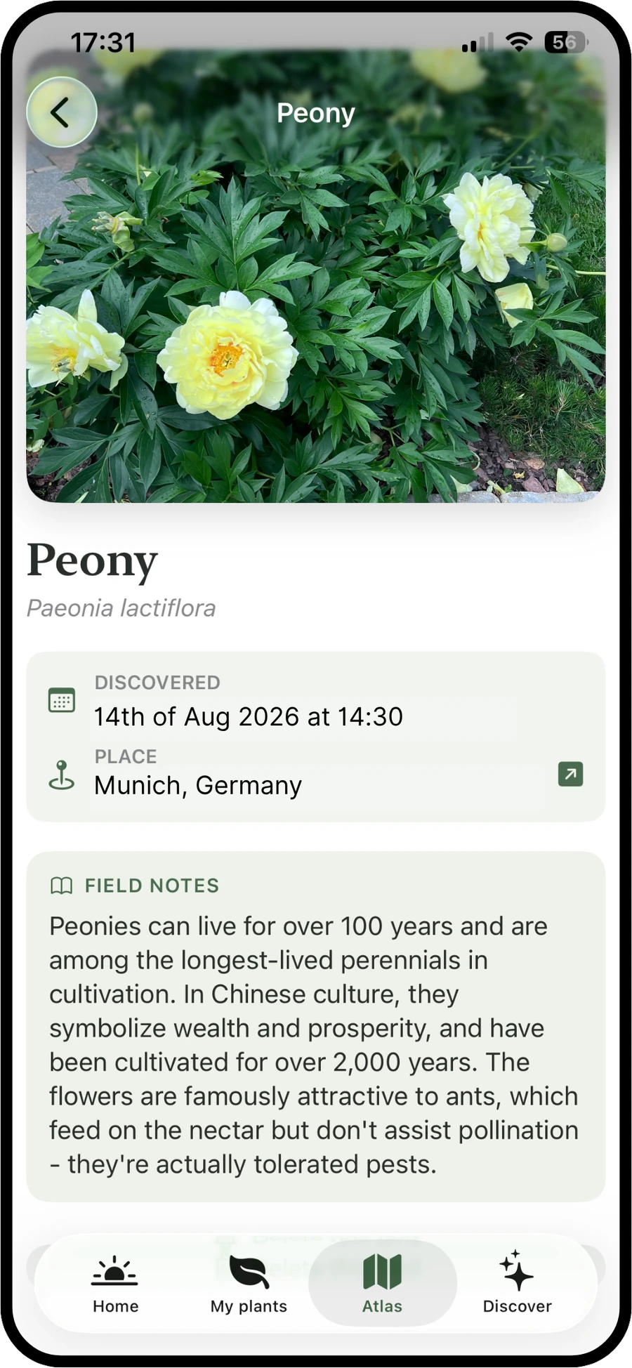 Planterra Plant Atlas entry for a spotted Peony, showing the discovery date, location in Munich, and field notes
