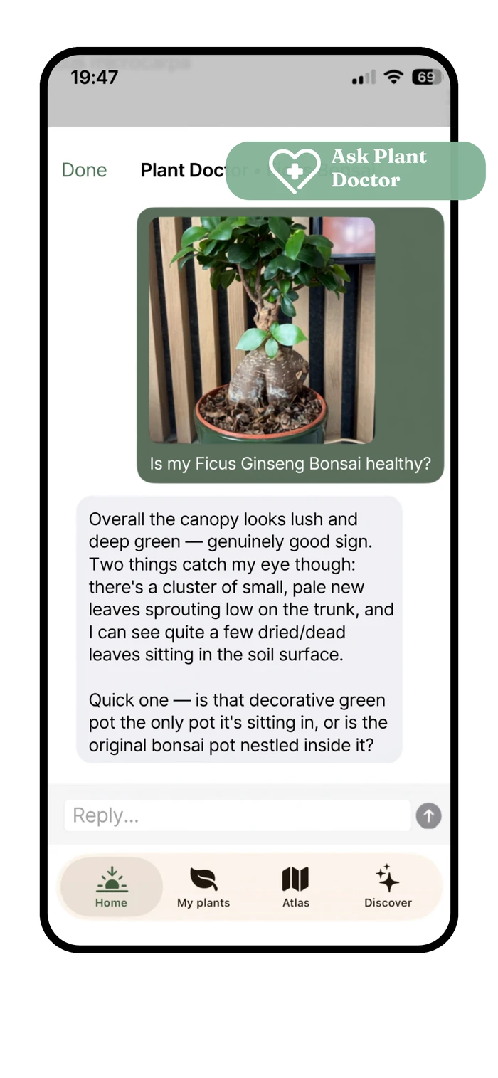 Planterra's Plant Doctor reading a plant's history before answering a question about a Ficus Ginseng bonsai
