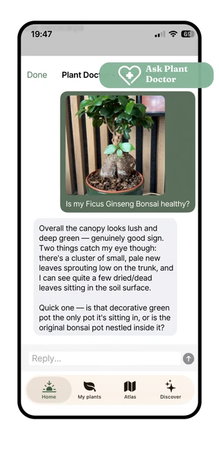 Planterra The Plant Doctor